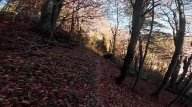 Kuru yapraklarla dolu bir sonbahar ormanında güzel bir yürüyüş yolu. Yüksek kalite 4k görüntü