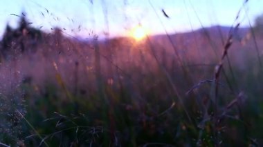Batan güneşin altın rengi ile aydınlatılan vahşi bir çiçek çayırının manzarası rüya gibi ve huzurlu bir atmosfer yaratıyor..