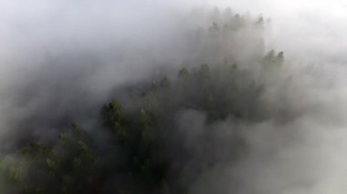 Yoğun ağaçlarla kaplı sisli bir ormanın havadan görünüşü sakin ve gizemli bir manzara yaratıyor. Yüksek kalite 4k görüntü