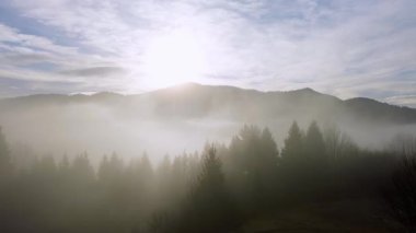 Sis kaplı köknar ağaçlarının üzerindeki hava manzarası sabah sisi altında yükselen güneşe bakıyor. Yüksek kalite 4k görüntü
