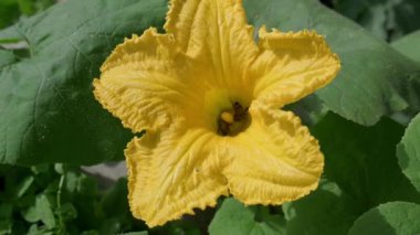 Detaylı bir yakın çekim videosunda canlı sarı bir çiçekten polen ve nektar toplamakla meşgul iki arı görülüyor. Çekim güneşli bir günde önemli biyolojik tozlaşma sürecini vurguluyor..