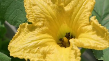 Detaylı bir yakın çekim videosunda canlı sarı bir çiçekten polen ve nektar toplamakla meşgul iki arı görülüyor. Çekim güneşli bir günde önemli biyolojik tozlaşma sürecini vurguluyor..