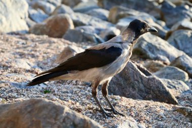 yaygın martı (larus argentatus) karga