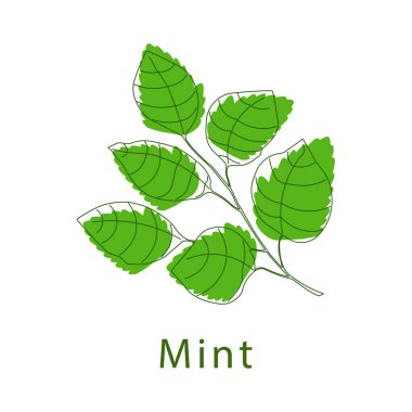 Nane yaprakları beyaz arka planda modern bir şekilde ayrılıyor. Vektör illüstrasyonu