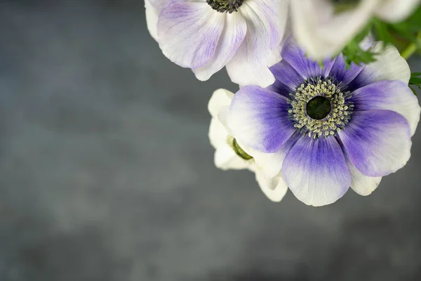 Bouquet Anemone Flowers Grey Stone Background White Purple Violet Flowers — Stock Fotó