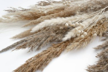 Doğal renklerde otlar, kopyalama alanı olan beyaz arkaplanda izole edilmiş, düz çiçekler serili, metin çerçeveli arkaplan alanı için çağdaş tasarım retro