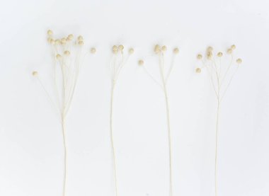 Flax Spike beyaz arka planda izole edilmiş. Ön manzara. Keten kulaklı..