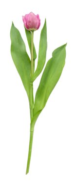 Lale beyaz arka planda izole edildi. Pembe lale..