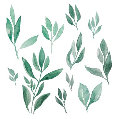 Suluboya okaliptüs yaprakları resimleme seti. Kırtasiye malzemeleri, davetiyeler, tebrik kartları, logolar.