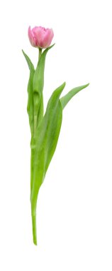 Lale beyaz arka planda izole edildi. Pembe lale..