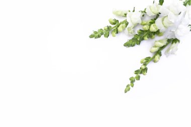 Beyaz arka planda izole edilmiş beyaz aslanağzı çiçeği. Boşluğu kopyala