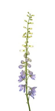Beyaz arka planda izole edilmiş güzel mavi Delphinium çiçeği. Doğa konsepti.