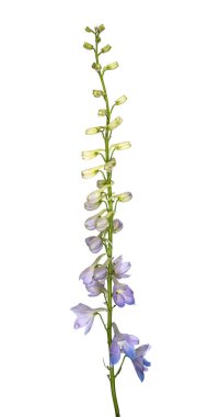 Beyaz arka planda izole edilmiş güzel mavi Delphinium çiçeği. Doğa konsepti.