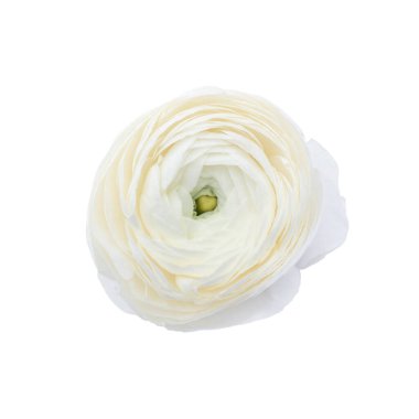 Beyaz Ranunculus 'un yakın plan görüntüsü beyaz arkaplanda izole edildi.