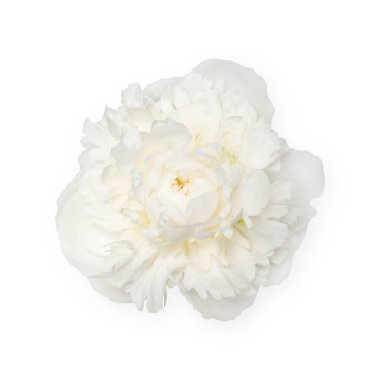 White peony flower isolated on white background. Close up
