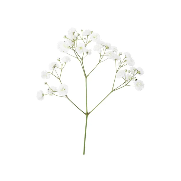 Closeup Small White Gypsophila Flowers Isolated White Fresh Flowers Royaltyfria Stockfoton