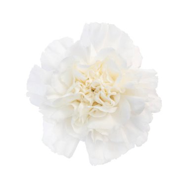White dianthus isolated on white background. White flower isolated.