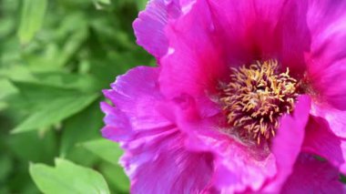 Peony flower in garden. Magenta peony blooming. Fresh flowers.