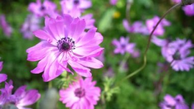 Purple flowers of anemone, broad leaved anemone, perennial flowering plant. Anemone flowers swinging in the wind.