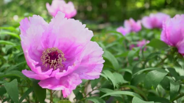 Peony Flower Garden Pink Peony Blooming Fresh Flowers — стоковое видео