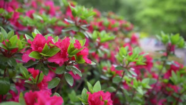 Azalea Rossa Rhododendron Fiori Sono Fioritura Nella Città Fukuoka Giappone — Video Stock