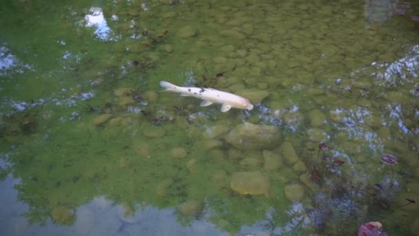 물고기 아무르 물고기는 연못에서 슬로우 그것은 구체적으로 정원과 폭포에서 잉어의 — 비디오