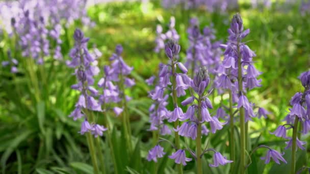 Beautiful Blue Hyacinth Flowers Spring Primrose Garden — Stock videók