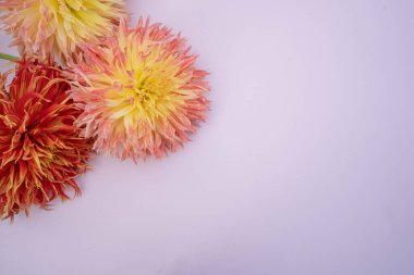 Açık pembe arka planda sarı ve turuncu yıldız çiçekleri. 8 Mart bayramı için çiçek duvar kağıdı, Sevgililer Günü, Anneler Günü, doğum günü, düğün günü.