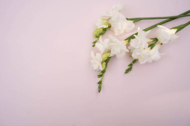 White fresia flower on a light pink background top view. Fresh flowers.