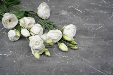 White eustoma flower on gray stone background, copy space. 8 march concept.