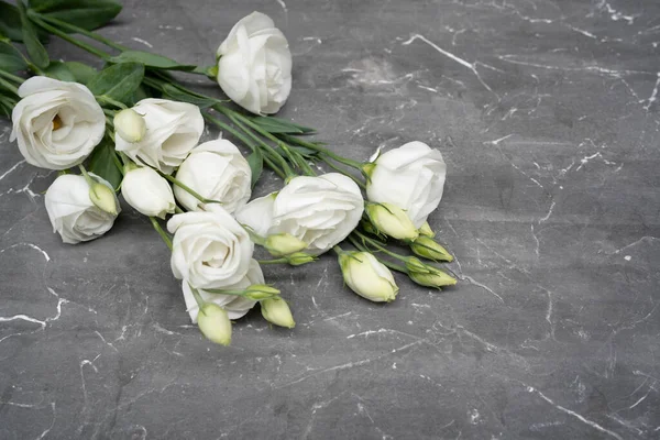 White eustoma flower on gray stone background, copy space. 8 march concept.