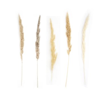 Beyaz arkaplanda farklı türde Pampas Çimeni kolajı izole edildi.