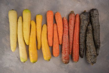 Gri arka planda renkli Gökkuşağı havucu. Renkli havuç, sarıdan mora sarı, turuncu ve mor havuç. Üst görünüm.