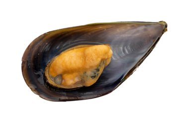 Boiled mussels isolated on white background. Fresh seafood.