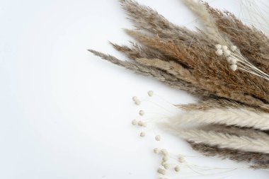 Doğal renklerde otlar, kopyalama alanı olan beyaz arkaplanda izole edilmiş, düz çiçekler serili, metin çerçeveli arkaplan alanı için çağdaş tasarım retro