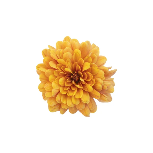 Hermosa Flor Crisantemo Naranja Aislada Sobre Fondo Blanco Puesta Plana — Foto de Stock