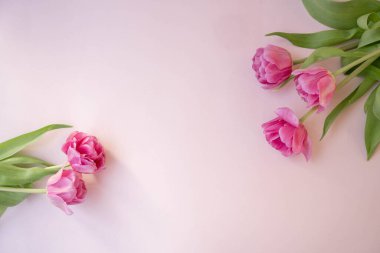 Pembe lale çiçekleri pembe arka planda. Baharı bekliyorum. Mutlu Paskalyalar. Düz yatış, üst görünüm