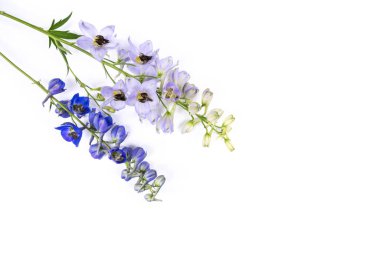 Delphinium flower isolated on white background. Blue and violet flowers.