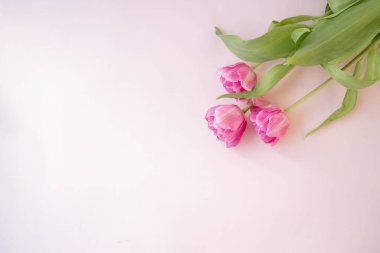 Pembe lale çiçekleri pembe arka planda. Baharı bekliyorum. Mutlu Paskalyalar. Düz yatış, üst görünüm