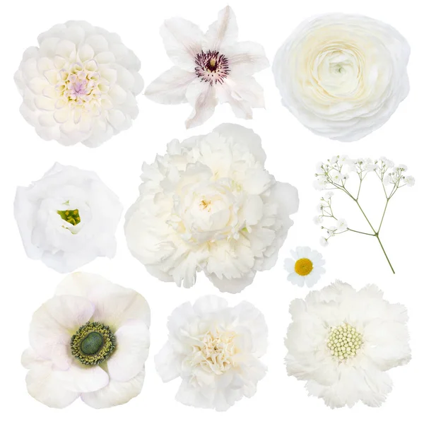 Különböző Kiválasztása Fehér Virágok Elszigetelt Fehér Háttér Körte Gypsophila Scabiosa — Stock Fotó