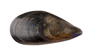 Mussels isolated on white background. Fresh seafood.