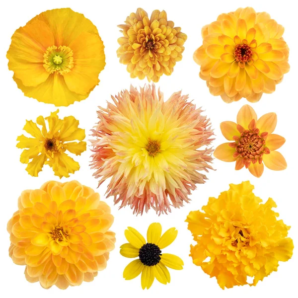 Selección Diversa Flores Amarillas Aisladas Sobre Fondo Blanco Conjunto Dalia — Foto de Stock