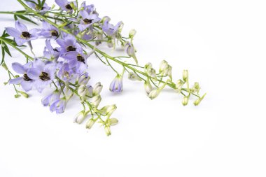 Delphinium flower isolated on white background. Blue and violet flowers.