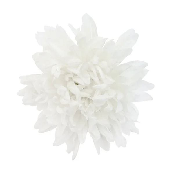 Crisantemo Blanco Aislado Sobre Fondo Blanco Máscara Recorte — Foto de Stock