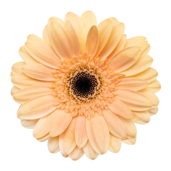 Peach Gerbra Daisy Isolated White Background Clipping Path Included Stock Picture