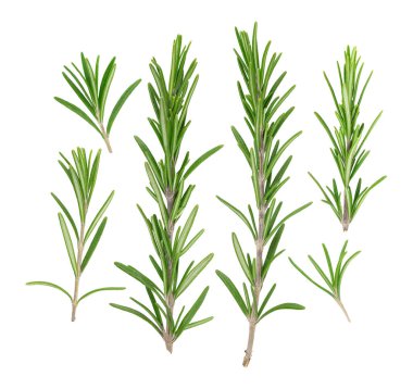 Rosemary 'nin üst görüntüsü beyaz arkaplanda izole edildi. Taze BIO bitkileri.