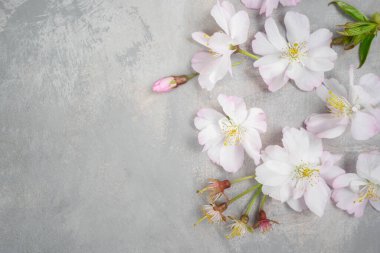 Beyaz çiçekli kiraz çiçeği, arka planda gri bir kartpostal, bahar duvar kağıdında. Gri taş arka planda Sakura çiçekleri.