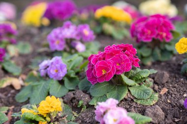 Renkli Primula vulgaris 'in seçici odak noktası, Primulaceae familyasından çiçek açan bir bitki türüdür..