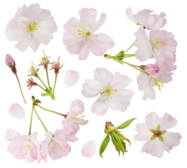 Sakura Virágok Elszigetelt Fehér Háttérrel Fehér Világos Rózsaszín Sakura Virágok — Stock Fotó