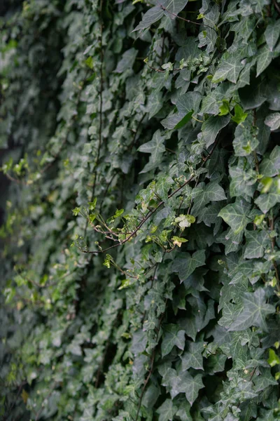 A wall of common ivy. Usuable as a background or texture. Also known as european ivy, english ivy or ivy. Hedera helix